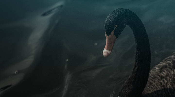 The Purest, Most Disruptive Black Swan Event